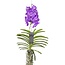 Vanda Vanda orkidé - Lila - L