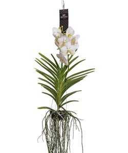Vanda-Orchidee - Weiß - L