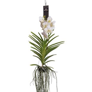 Orchidée Vanda - Blanc - L