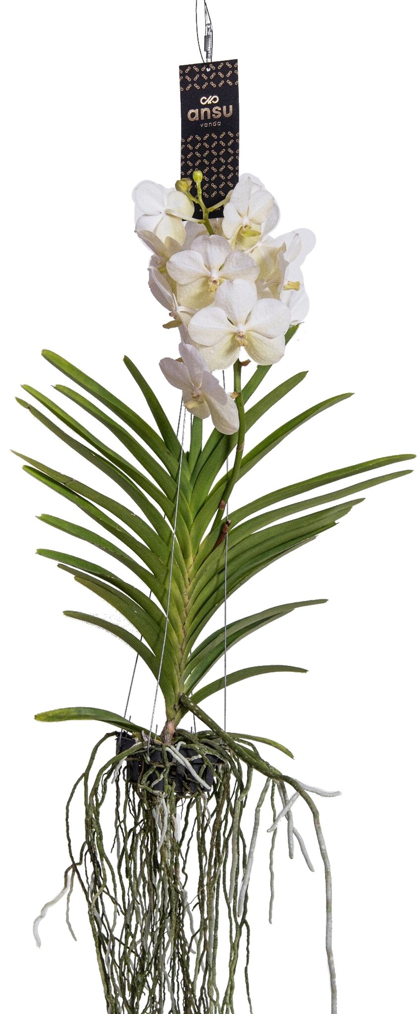 Orchidea Vanda - Eleganza floreale in un vaso di vetro Colore Bianco Vanda