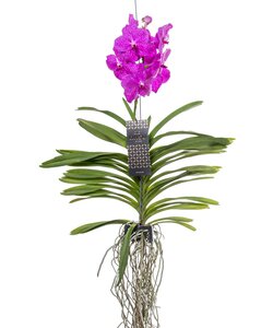 Fiorini Muschio Di Argilla Espansa Di Corteccia Di Pino E Spallina Per  Piantare Orchidee in Una Bottiglia a Spruzzo Di Vaso E in U Immagine Stock  - Immagine di piano, fioraio: 212053061