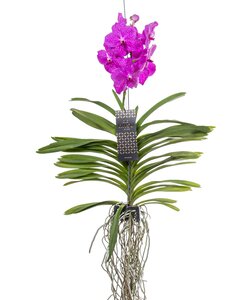 Orchidée Vanda - Rose - L
