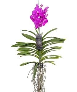 Vanda orchidee - Roze - L
