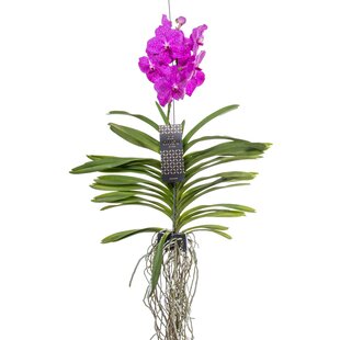 Vanda orchid - Pink - L