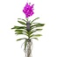 Vanda Orchidea Vanda - Różowa - L