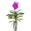 Vanda Vanda-Orchidee - Rosa - L