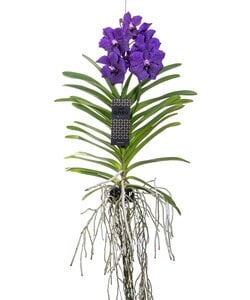 Orchidea Vanda - Eleganza floreale in un vaso di vetro Colore Bianco Vanda
