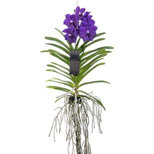 Vanda-Orchidee - Blau - L