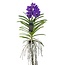 Vanda Orchidea Vanda - Niebieska - L