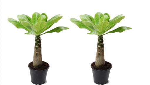 Brighamia Insignis Informatie & tips - Plantengids