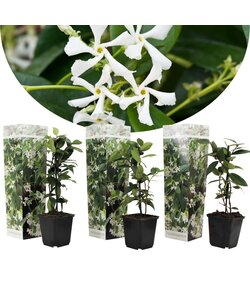 Tuscan Jasmine Hvid - Sæt med 3 - Klatreplante - ø9cm - Højde 25-40cm