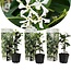 Toscaanse Jasmijn - Set van 3 - Tuinplanten - Wit - Pot 9cm - Hoogte 25-40cm