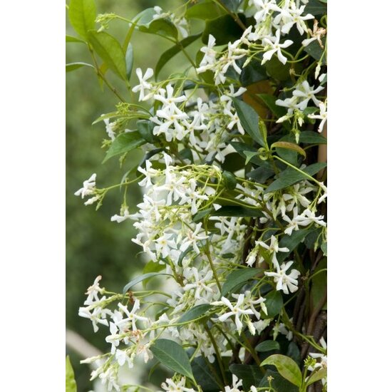 Jasminoides Officinale - Set de 3 - Blanc - Jasmin - Pot 9cm - Hauteur  25-40cm - FloraStore