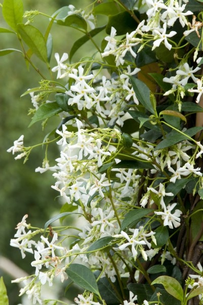 Jasminoides Officinale - Set de 3 - Blanc - Jasmin - Pot 9cm - Hauteur  25-40cm - FloraStore