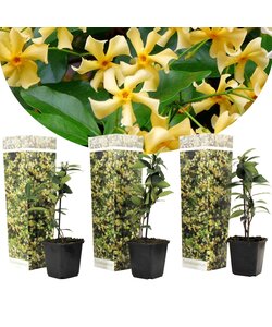 Tuscan Jasmin yellow - Set of 3 - Pot 9 cm - Height 25-40cm