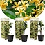 Tuscan Jasmin yellow - Set of 3 - ø9cm - Height 25-40cm