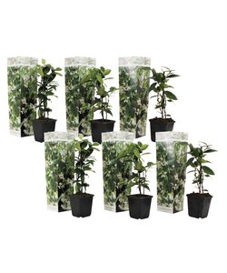 Tuscan Jasmine - Set of 6 - Garden Plants - White - ø9cm - Height 25-40cm