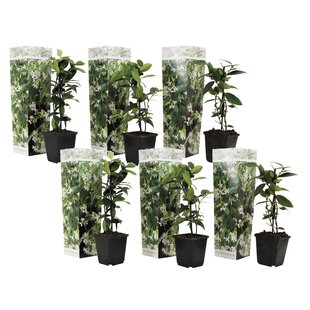 Toskanischer Jasmin - Set von 6 - Weiß - Jasminoides - Topf 9cm - Höhe 25-40cm