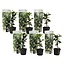 Toscaanse Jasmijn - Set van 6 - Wit - Tuinplanten - Pot 9cm - Hoogte 25-40cm