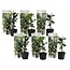 Tuscan Jasmine - Set of 6 - Garden Plants - White - ø9cm - Height 25-40cm