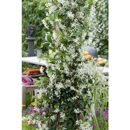 Jasmin toscan - Set de 6 - Plantes de jardin - Blanc - Pot 9cm - Hauteur  25-40cm - FloraStore