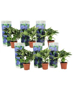 Hydrangea hortensie macrophylla - Blau - 6er Set - ⌀9cm - Höhe 25-40cm