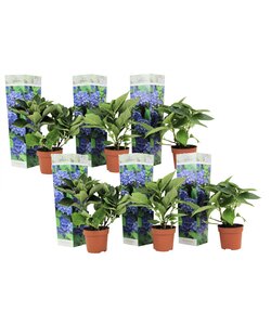 Hydrangea macrophylla Azul - Juego de 6 - Hortensia - ⌀9 cm - Altura 25-40cm