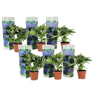 Hydrangea Macrophylla - Blue - Set of 6 - Hortensia - ø9cm - Height 25-40cm