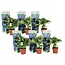 Hydrangea hortensie macrophylla - Blau - 6er Set - ⌀9cm - Höhe 25-40cm
