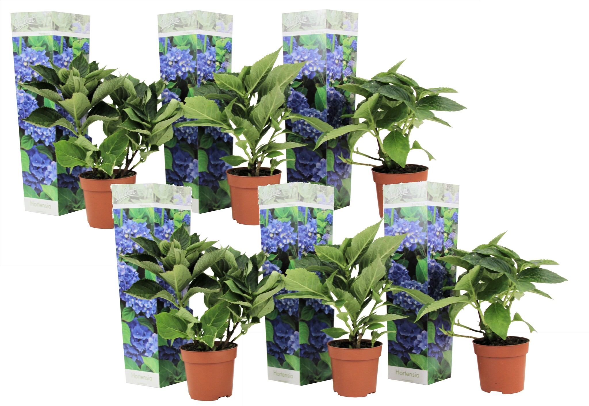 Planta Artificial Hortensia Con Macetero 60 Cm Azul Vidaxl con Ofertas en  Carrefour