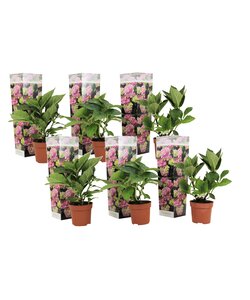 Hortensia macrophylla Rosa - Sæt med 6 - Haveplante - Hydrangea - ø9cm - 25-40cm