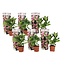 Hydrangea macrophylla Rosa - Juego de 6 - Hortensia - ⌀9 cm - Altura 25-40cm