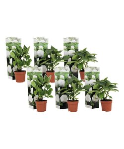Hortensia macrophylla Hvid - Sæt med 6 - Haveplante - Hydrangea - ø9cm - 25-40cm