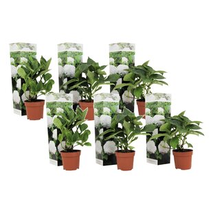 Hydrangea hortensie macrophylla - Weiß - 6er Set - ⌀9cm - Höhe 25-40cm