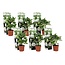 Hydrangea Macrophylla - White - Set of 6 - Hortensia - ø9cm - Height 25-40cm