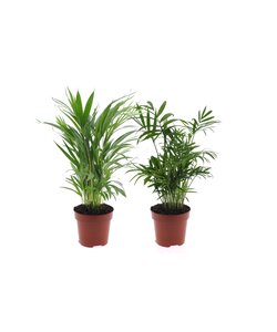 Dypsis, Chamaedorea - 2 sztuki - Mieszanka mini palm - ⌀12cm - W25-40 cm