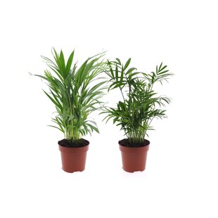 Dypsis, Chamaedorea - Set van 2 - Mini palm mix - Pot 12cm - Hoogte 25-40cm