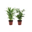 Dypsis, Chamaedorea - Set van 2 - Mini palm mix - Pot 12cm - Hoogte 25-40cm