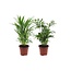 Mini inomhus palmen - Blanding af 2 - Stueplante - Palme - ø12cm - Højde 25-40cm