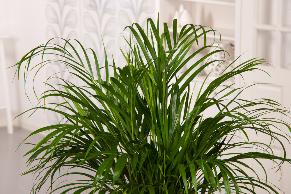 Plant in a Box - Set di 3 mini palme per interni - Vaso 12cm - Altezza  25-40cm - Piante da interno - Palma - Yucca - Areca - Chamaedorea