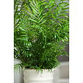 Plant in a Box - Set di 3 mini palme per interni - Vaso 12cm - Altezza  25-40cm - Piante da interno - Palma - Yucca - Areca - Chamaedorea