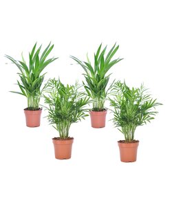 Mini inomhus palmen - Blanding af 4 - Stueplante - Palme - ø12cm - Højde 25-40cm