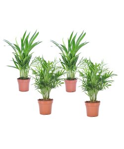 Piccole palme da interno - Set di 4 - Vaso 12cm - Altezza 25-40cm