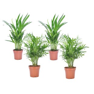 Mini Indoor Palmmix - Set of 4 - ø12cm - Height 25-40cm