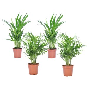 Palmiers d'intérieur - Mélange de 4 - Pot 12cm - Hauteur 25-40cm