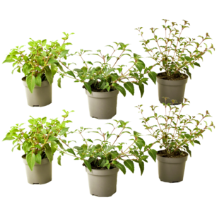Fuchsia magellanica - 6er Set - Fuchsie - Gartenpflanze - ø9cm - Höhe 10-20cm