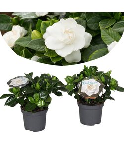 Gardenia Jasminoides - Sæt med 2 - Stueplante - ø13cm - Højde 20-30cm