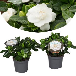 Gardenia Jasminoides - Set of 2 - Pot 13 cm - Height 20 cm