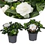 Gardenia Jasminoides - Juego de 2 - jazmín de jardín - ⌀13cm - Altura 20-30cm