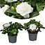 Gardenia Jasminoides - Set of 2 - ø13cm - Height 20-30cm